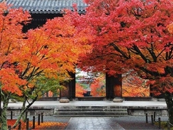 京都红叶季，如何优雅游园、惬意赏枫两不误？