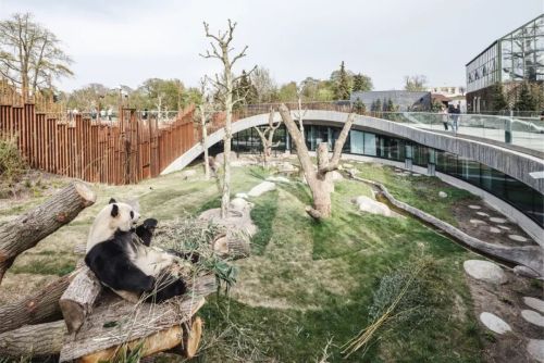 BIG新作：哥本哈根动物园熊猫馆，太极图案抬升出的观景台