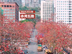 深圳的春天 Vol.2——赤湾五路的木棉花开了！
